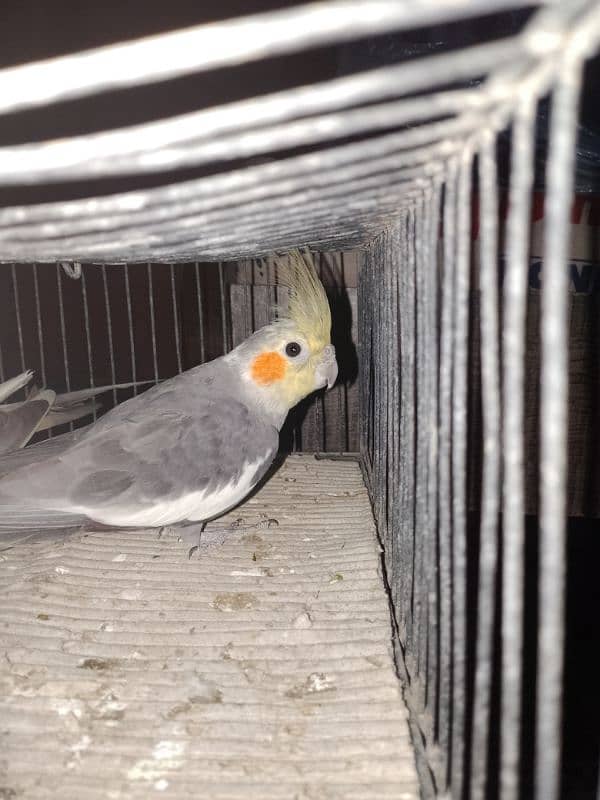 cockatiel pair for sale 3