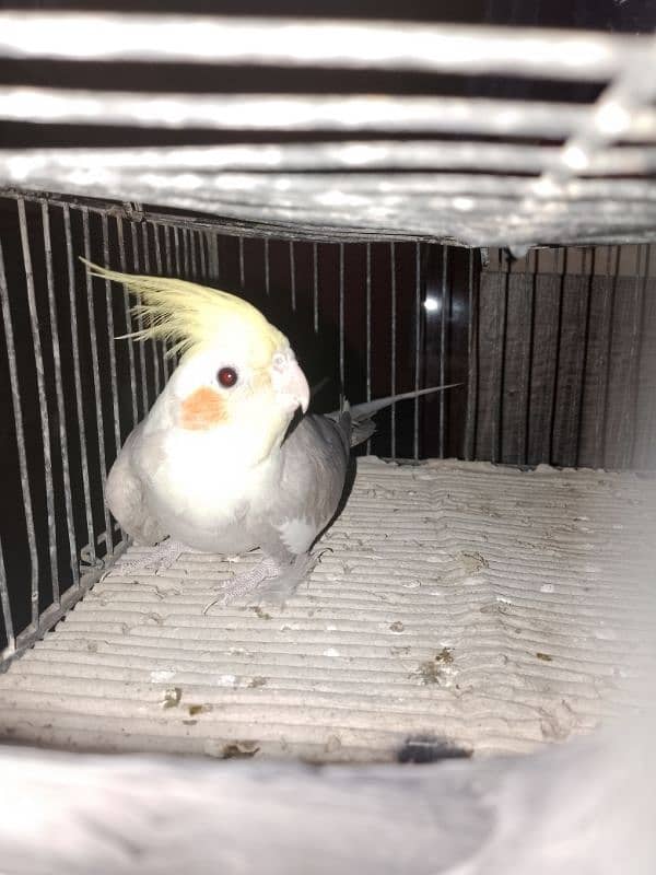 cockatiel pair for sale 4