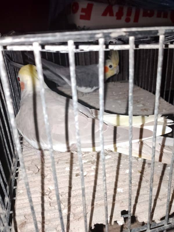 cockatiel pair for sale 5