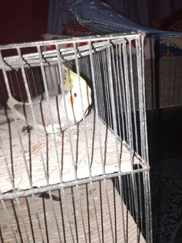 cockatiel pair for sale 6