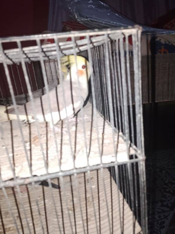 cockatiel pair for sale 7