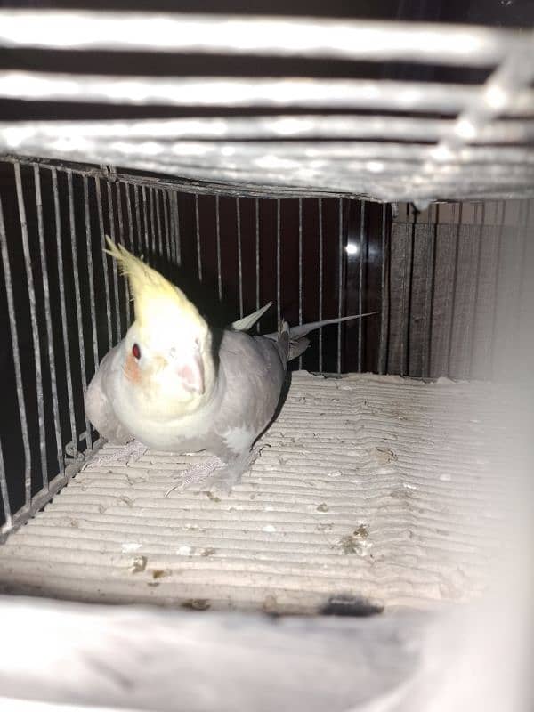 cockatiel pair for sale 8