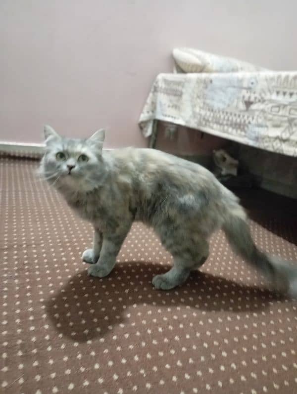 Persian billi 0