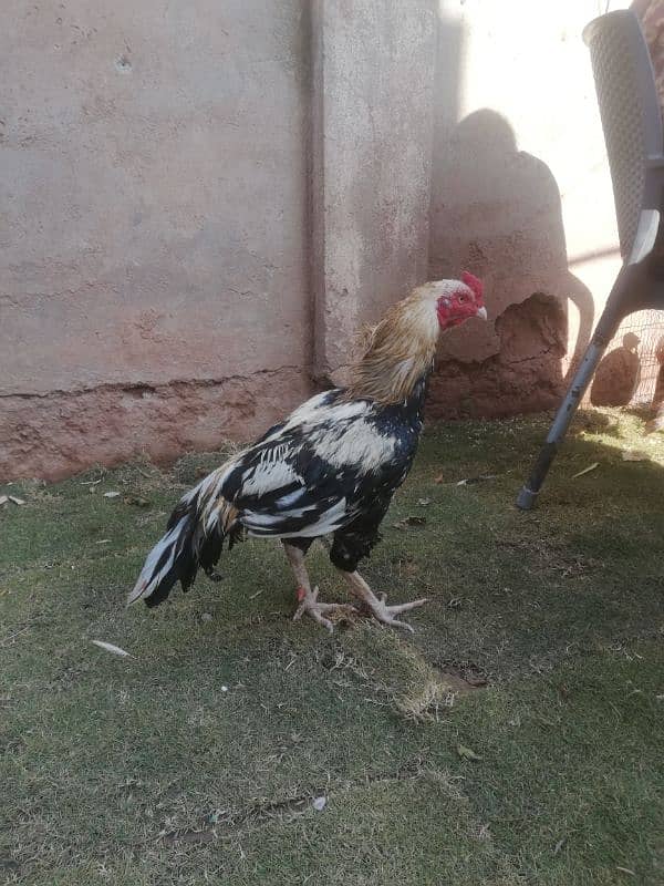 High quality old bloodline sawa lasani crossmurga for sale 03315669922 1