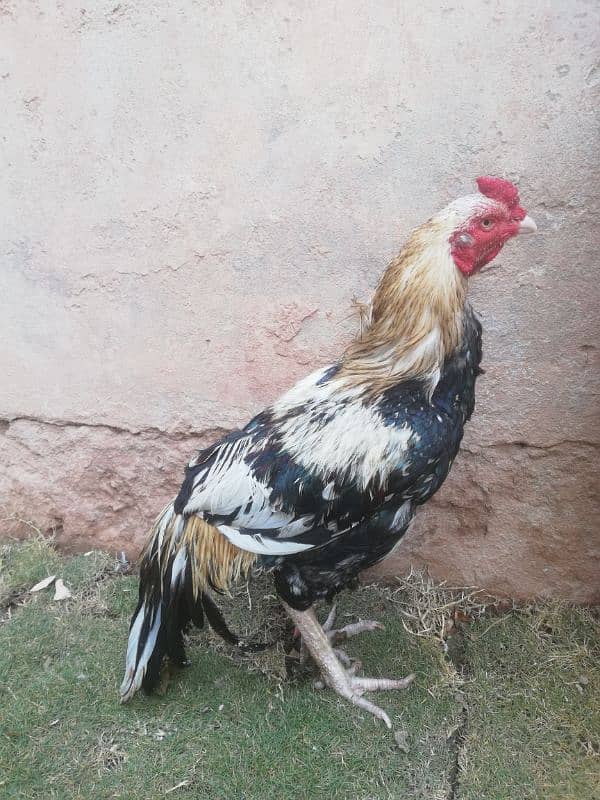 High quality old bloodline sawa lasani crossmurga for sale 03315669922 2