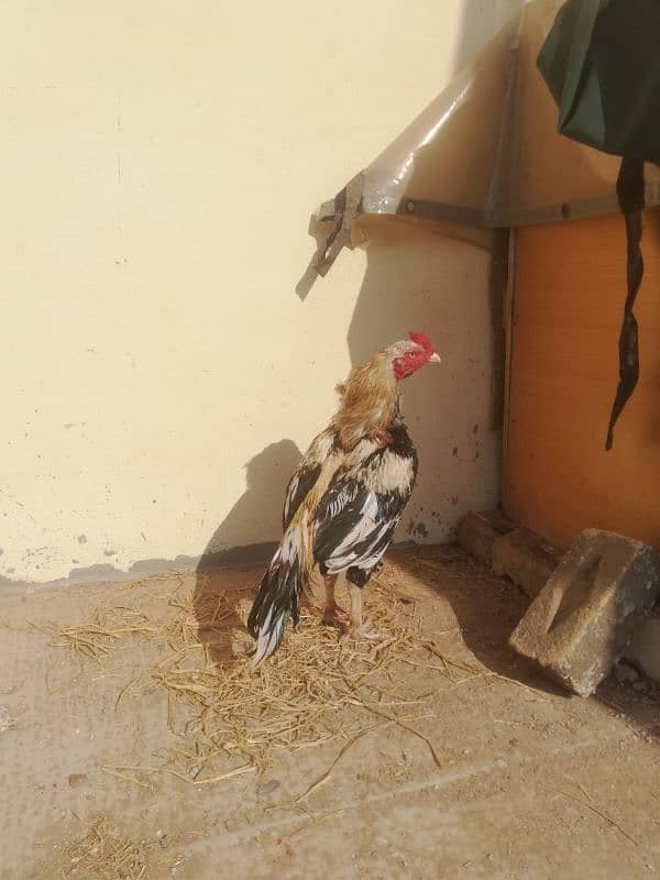 High quality old bloodline sawa lasani crossmurga for sale 03315669922 6