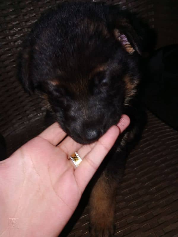 German shepherd puppy 0