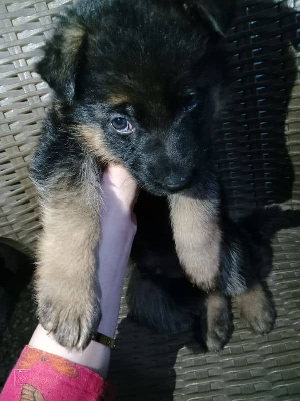 German shepherd puppy 1