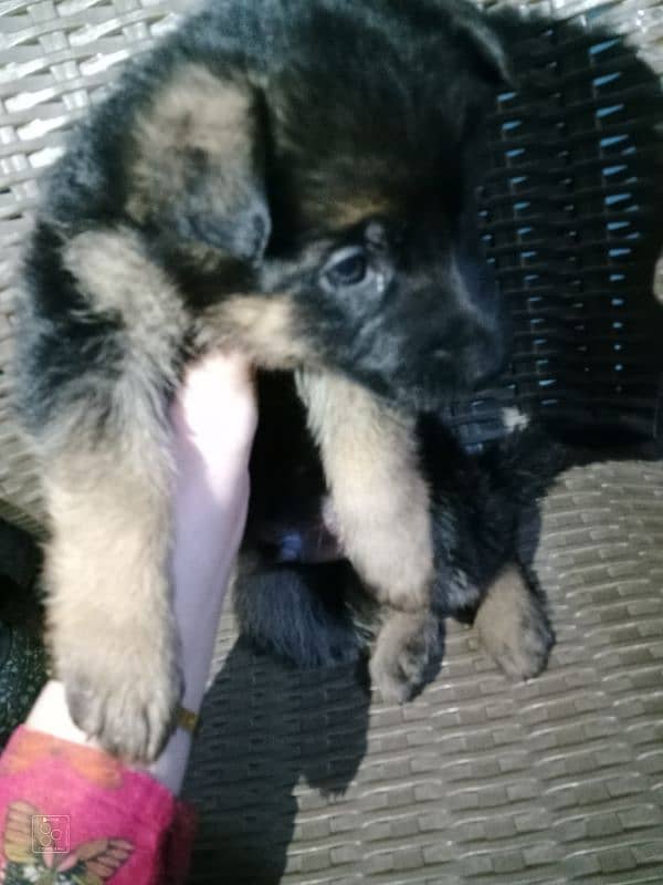 German shepherd puppy 2