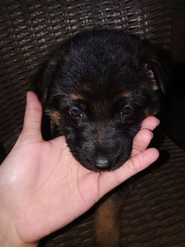 German shepherd puppy 3