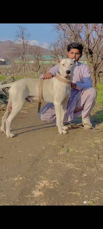 top quality Bulldog male for sale cargo all Pakistan 03019021340 0