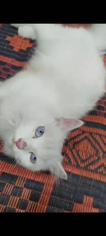 Persian male cat with blue eyes triple coated 0