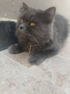 very attractive Gray Persian cat playful and litter trained