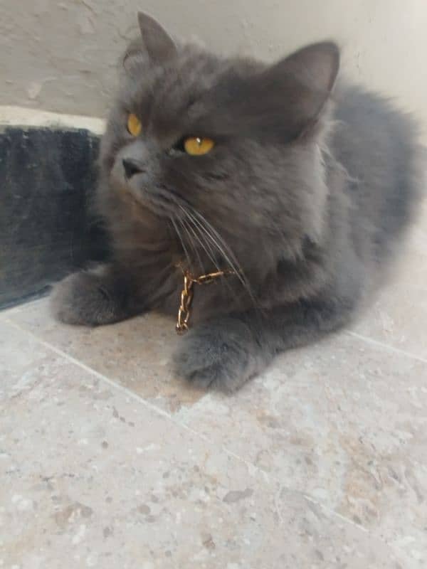 very attractive Gray Persian cat playful and litter trained 0