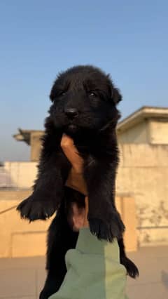 Black German shepherd puppies