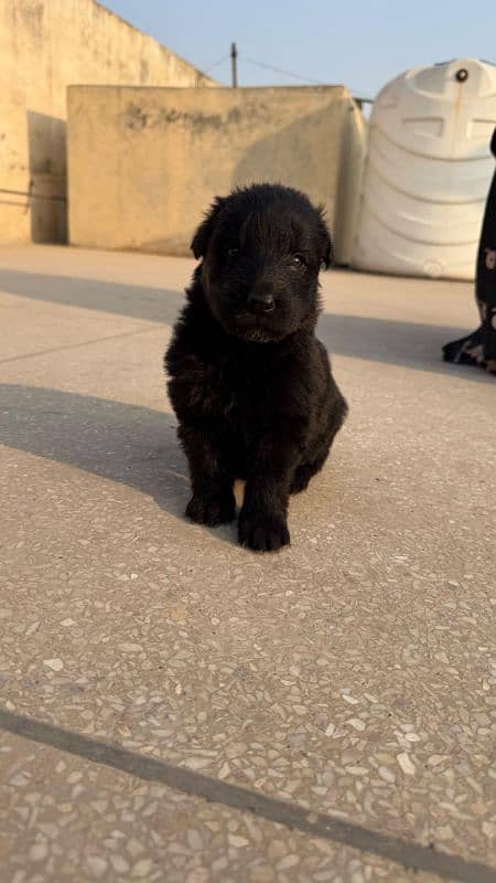 Black German shepherd puppies 1