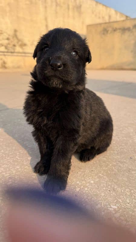 Black German shepherd puppies 2