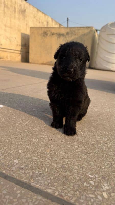 Black German shepherd puppies 3