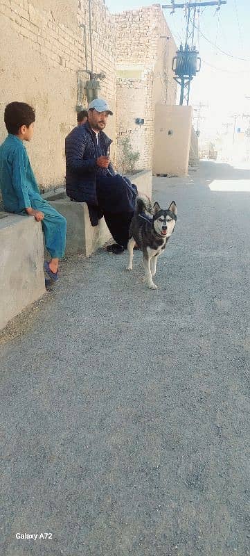 siberian husky 2 different eyes 1