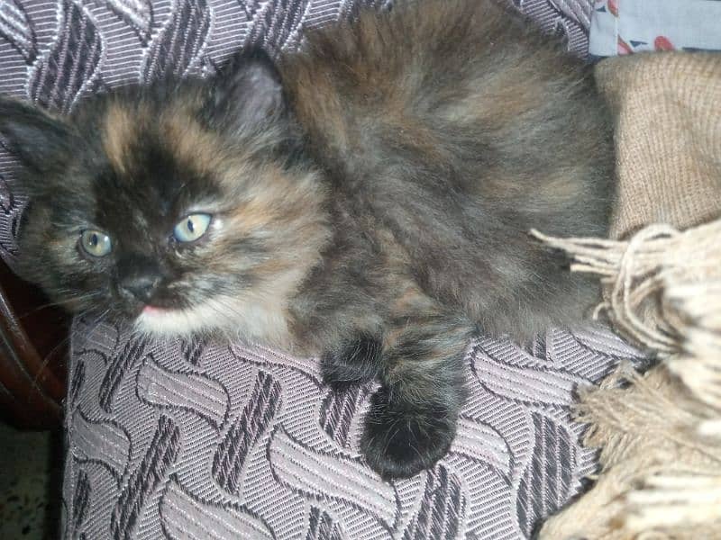 Persian kittens 2.5 month cute healthy active 2