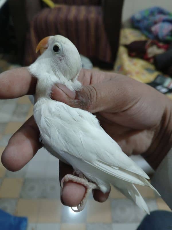 Albino Birds 1