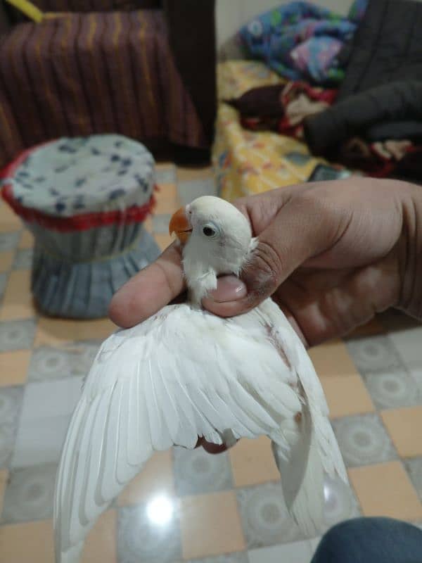 Albino Birds 2