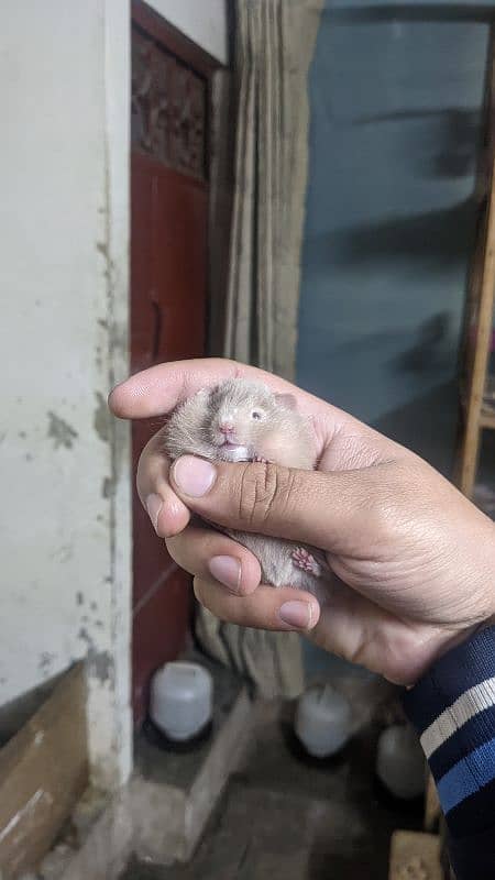 hamster babies/Guinea pigs/English cavies 0