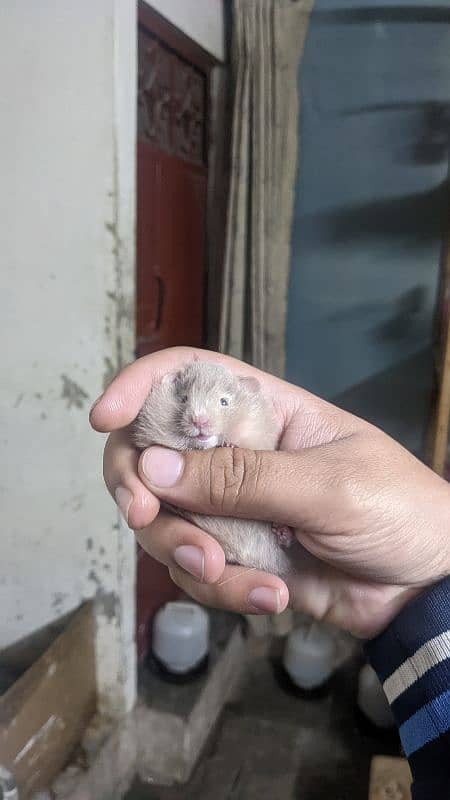 hamster babies/Guinea pigs/English cavies 1