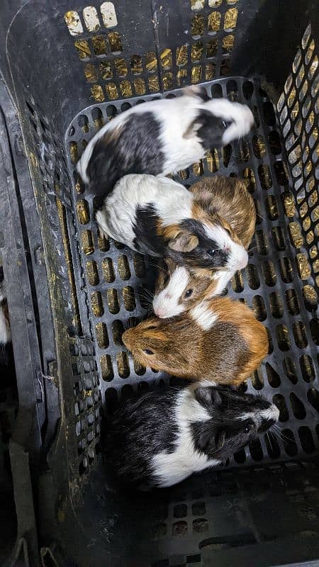 hamster babies/Guinea pigs/English cavies 3