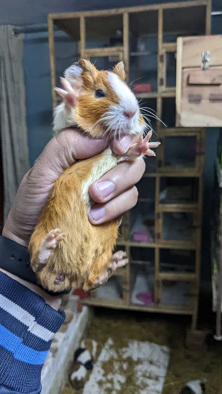 hamster babies/Guinea pigs/English cavies 5