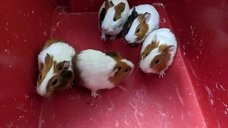 hamster babies/Guinea pigs/English cavies 6