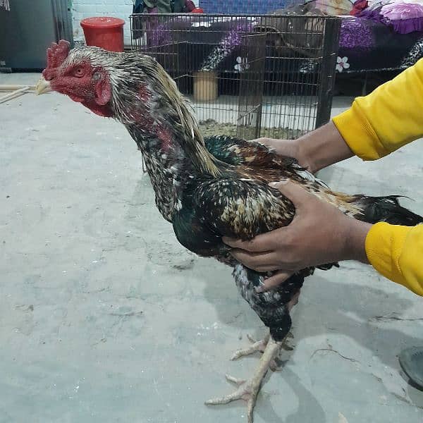 pure aseel murga for sale 0