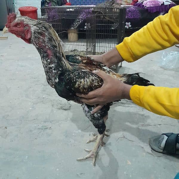 pure aseel murga for sale 2