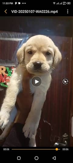 british labrador pup 03207562262