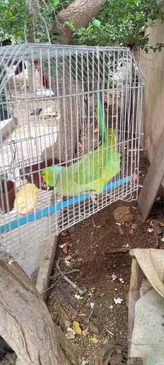 Green PARROT MITHO ko Male and Female