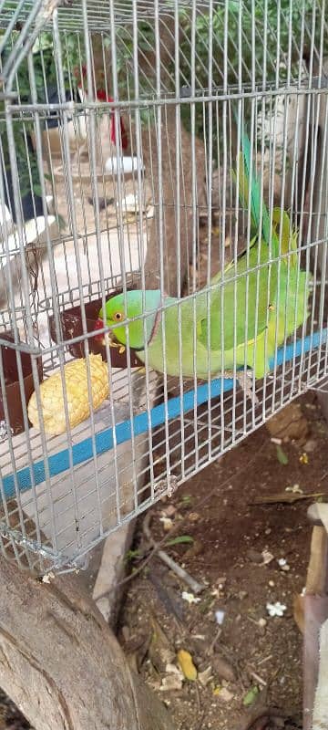 Green PARROT MITHO ko Male and Female 2