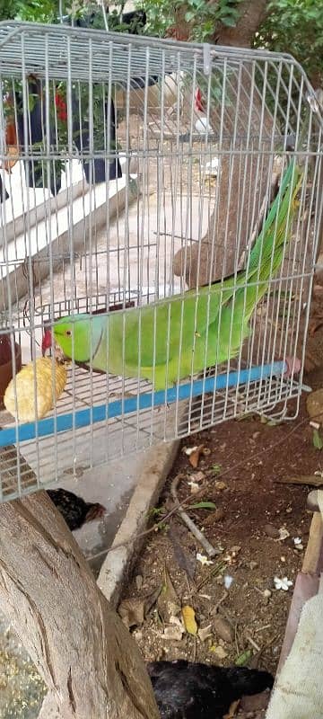 Green PARROT MITHO ko Male and Female 3