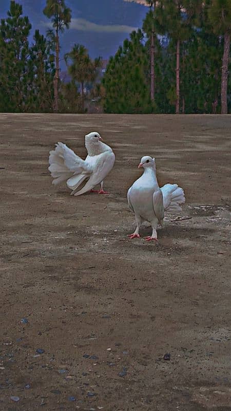 breader pair 0