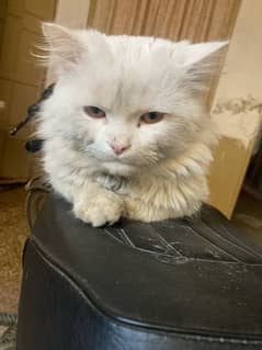 persian cat