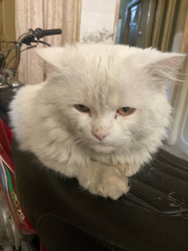 persian cat 3