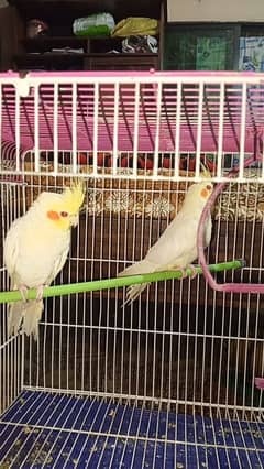 cocktail male for sale 3 Months