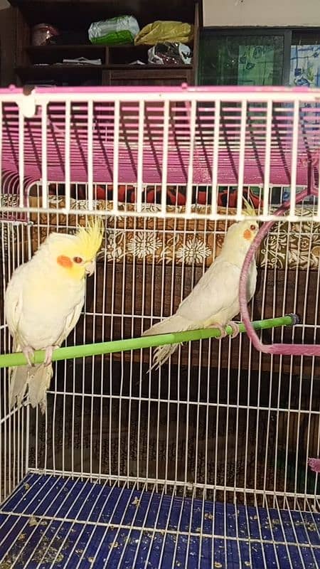 cocktail male for sale 3 Months 0