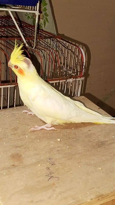 cocktail male for sale 3 Months 1