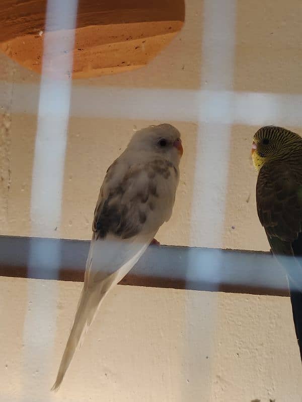 Black wing budgie 1