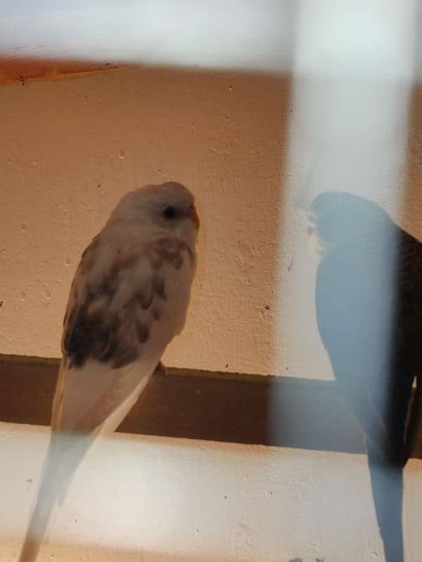 Black wing budgie 2