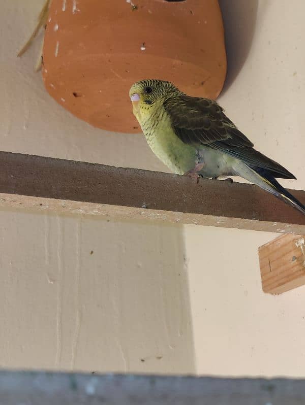 Black wing budgie 4