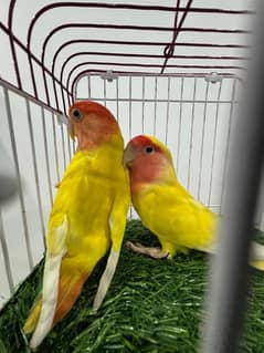 Love Bird Breeder pairs URGENT SALE