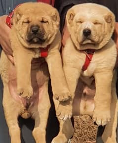 king alabai security dog pair 2 month for sale