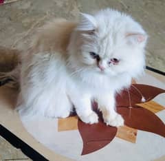 persian Cat