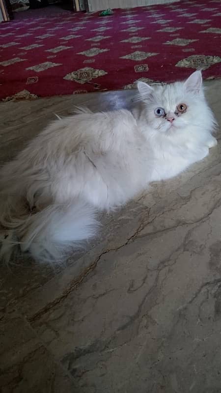 persian Cat 1